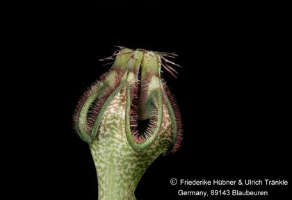 Ceropegia arabica var poywseii (FH09,127) (stacking) 001 – Asclepidarium