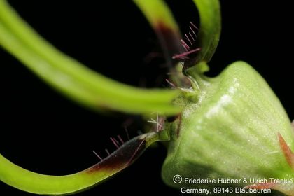 Ceropegia armandii (FH07,248) 003 – Asclepidarium