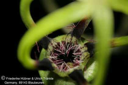 Ceropegia armandii (FH07,248) 004 – Asclepidarium