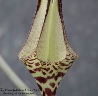 Ceropegia ballyana 003 – Asclepidarium