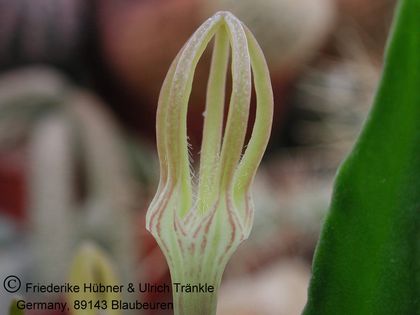 Ceropegia cancellata (Grahamstown RSA) 3 – Asclepidarium
