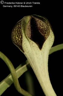 Ceropegia crassifolia (FH05,139) 002 – Asclepidarium