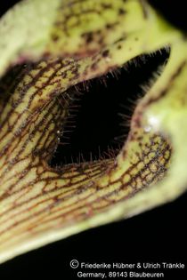 Ceropegia crassifolia (FH05,139) 007 – Asclepidarium
