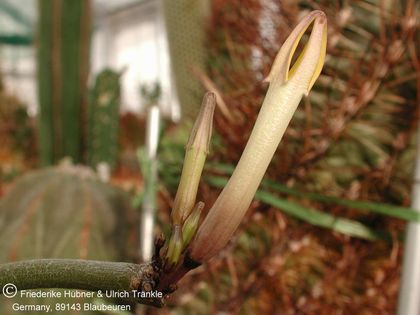 Ceropegia dichotoma 001 – Asclepidarium