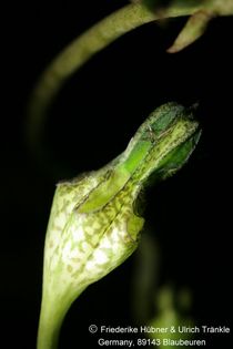 Ceropegia Green Pagoda 001 – Asclepidarium