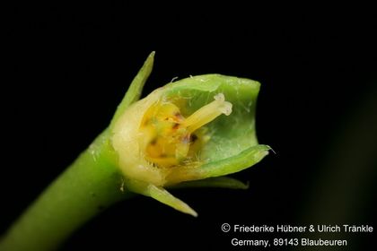Ceropegia Green Pagoda 002 – Asclepidarium