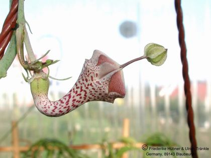 Ceropegia haygarthii große Anhängsel – Asclepidarium