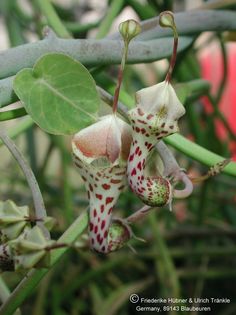 Ceropegia haygarthii Seitenansicht mit Knospe 1 – Asclepidarium