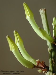 Ceropegia hians Blüten nah – Asclepidarium