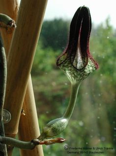 Ceropegia Hybride Uranus Blüte6 – Asclepidarium