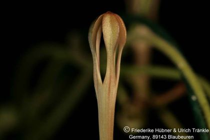 Ceropegia inornata (FH06,092) 004 – Asclepidarium