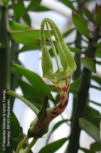 Ceropegia lugardae – Asclepidarium