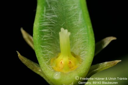 Ceropegia monteroie 005 – Asclepidarium