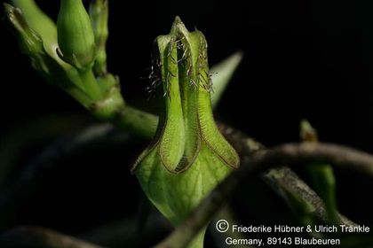 Ceropegia monteroie x stapeliiformis subsp. serpentina Clon 1 (FH05,134) 003 – Asclepidarium