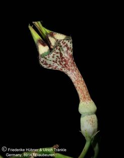 Ceropegia nilotica 008 – Asclepidarium