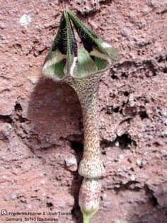 Ceropegia nilotica 2 – Asclepidarium