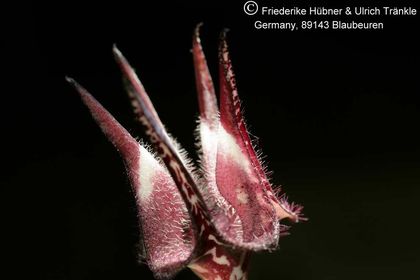 Ceropegia nilotica x stapeliiformis (FH07,016) 002 – Asclepidarium