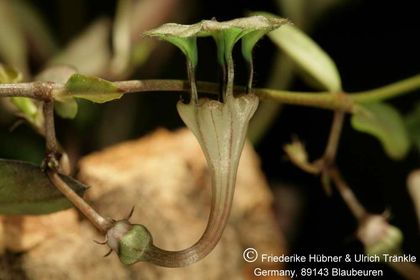 Ceropegia rendallii (FH05,092) 004 – Asclepidarium
