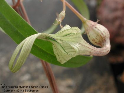 Ceropegia sp.(Oldonyo Sambu, Tanz) 002 – Asclepidarium