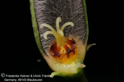 Ceropegia stapeliiformis-Hybride 007 – Asclepidarium