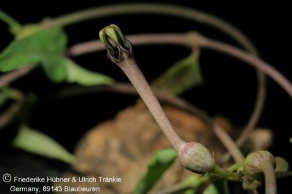 Ceropegia tenuis (FH03,024) 001 – Asclepidarium