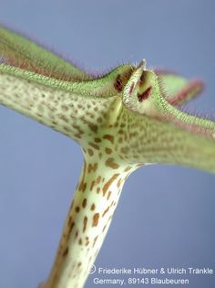 Ceropegia variegata syn Ceropegia devecchii 9 – Asclepidarium
