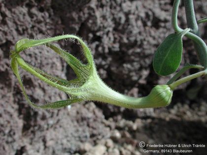 Ceropegia zeyeri Blüte nah 1 – Asclepidarium