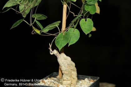 Cynanchum andringitrense (FH07,223) 007 – Asclepidarium
