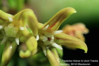 Cynanchum compactum Itremo Mt. Madagaskar (FH2005,135) 008 – Asclepidarium