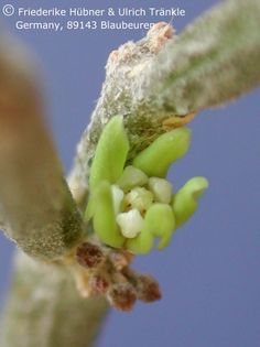 Cynanchum socotranum 2 – Asclepidarium