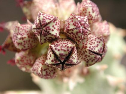 Desmidorchis edithae 001 – Asclepidarium
