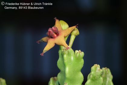 Desmidorchis lavrani (FH06,022) (RH 878 17 km E Huwayrah) 001 – Asclepidarium