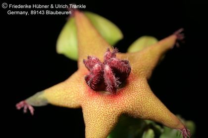 Desmidorchis lavrani (FH06,022) (RH 878 17 km E Huwayrah) 002 – Asclepidarium