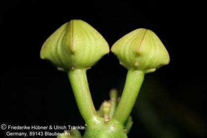 Desmidorchis lavrani (FH06,022) (RH 878 17 km E Huwayrah) 008 – Asclepidarium