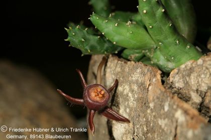 Duvalia caespitosa ssp caespitosa (Kouga Dam RSA) (FH07,054) 001 – Asclepidarium