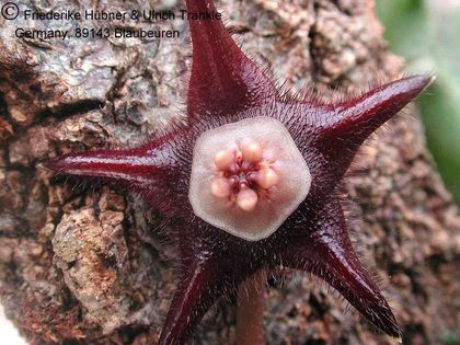 Duvalia elegans 2 – Asclepidarium