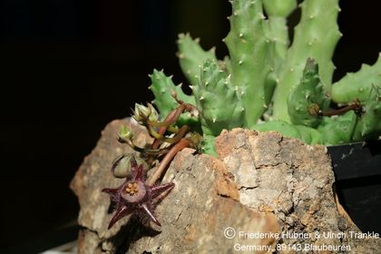 Duvalia elegans (IB08838, Driensrivier, turnoff to McGregor, RSA) (FH08,043) 002 – Asclepidarium