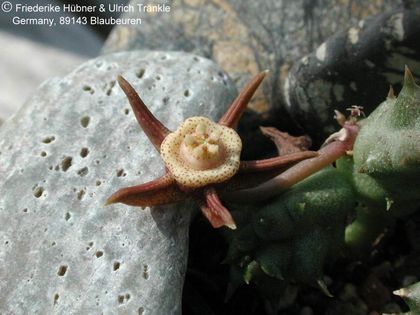 Duvalia maculata 2 – Asclepidarium
