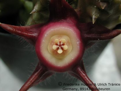 Duvalia pillansii 2 – Asclepidarium