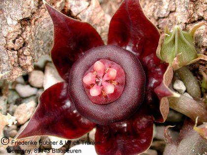 Duvalia polita 3 – Asclepidarium
