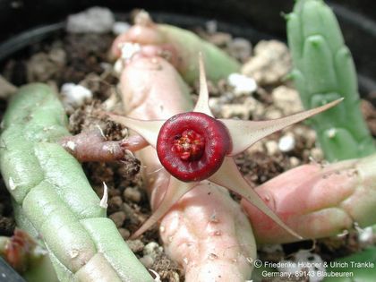 Duvalia procumbens Blüte – Asclepidarium