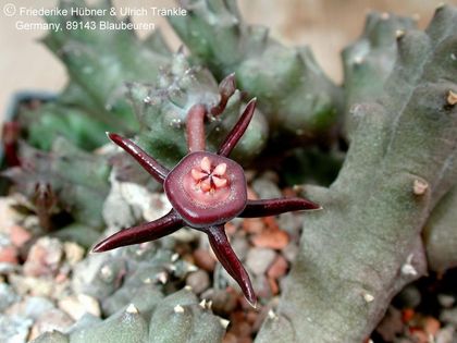 Duvalia reclinata 1 – Asclepidarium