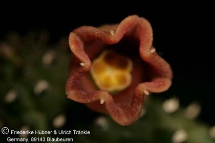Echidnopsis archeri Somalia Tom McCoy (FH06,043) 003 – Asclepidarium