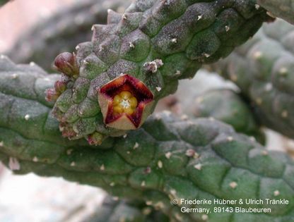 Echidnopsis cereiformis dunkle Form 1 – Asclepidarium