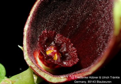 Echidnopsis fartaqensis (stacking) 002 – Asclepidarium