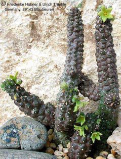 Echidnopsis scutellata subsp dhofarensis Habitus – Asclepidarium