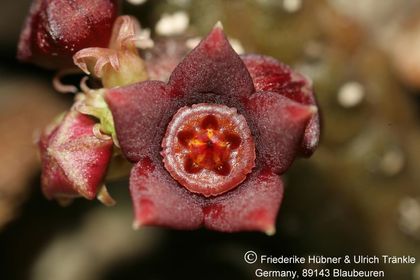 Echidnopsis sp nov (Specks 10) (FH08,083) 004 – Asclepidarium