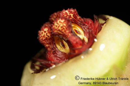 Edithcolea grandis 019 – Asclepidarium