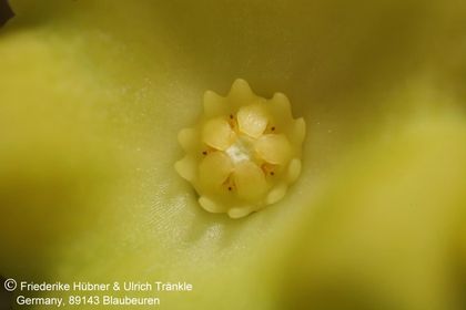 Hoodia alstonii (UTS04,046) 006 – Asclepidarium