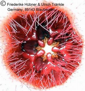 Hoodia currorrii (Angola Alto Catumpbello) 7 HT – Asclepidarium